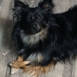 Meet your Posher, Angel